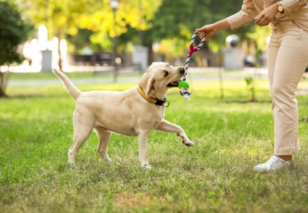 a dog at a park