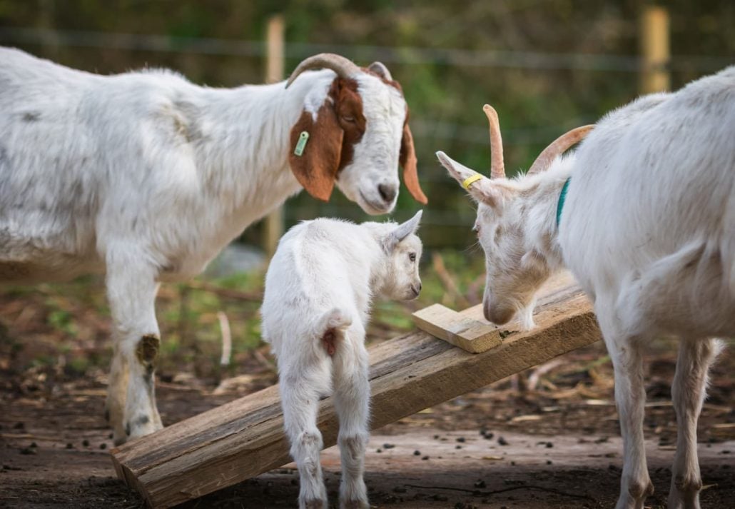 Three goats on the Vauxhall City Farm.