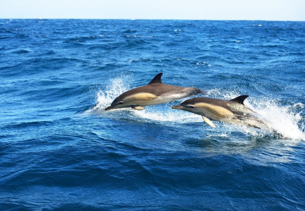 Two dolphins swimming in the ocean.