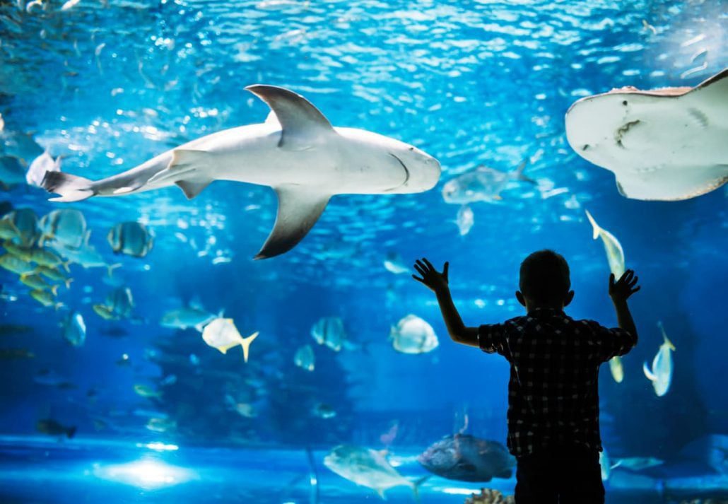 Kid marveling at sharks swimming in an aquarium.