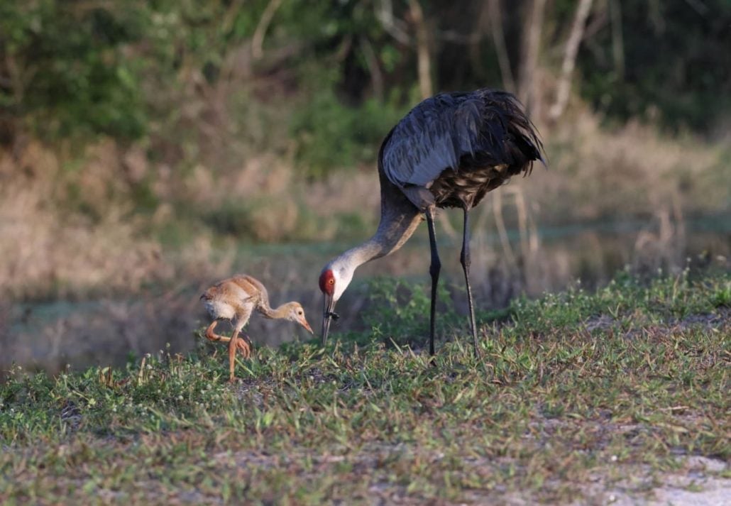 Two birds in the Arthur R. Marshall Loxahatchee National Wildlife Refuge, Florida, USA.