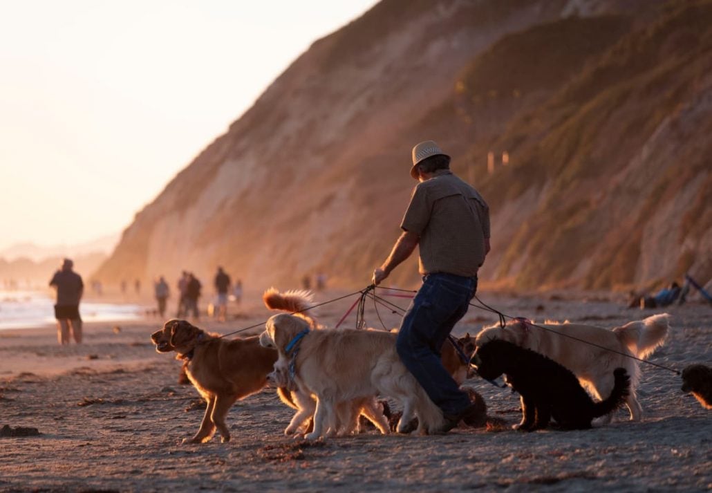A dog walker on Arroyo Burro Beach, Santa Barbara, California.
