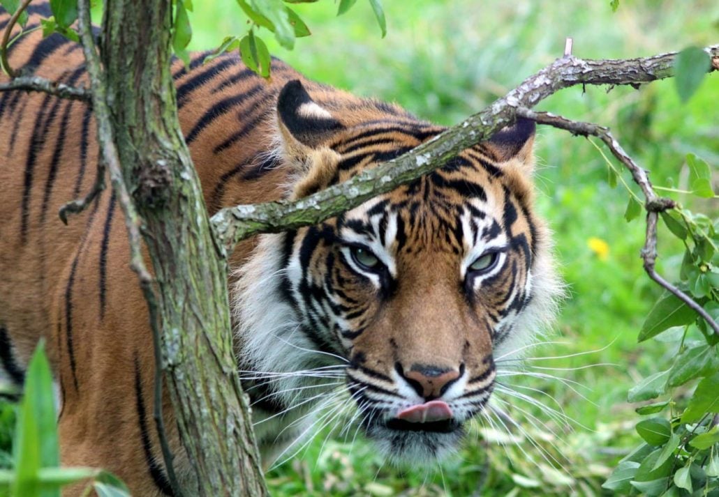 A tiger at the London Zoo, London, England.