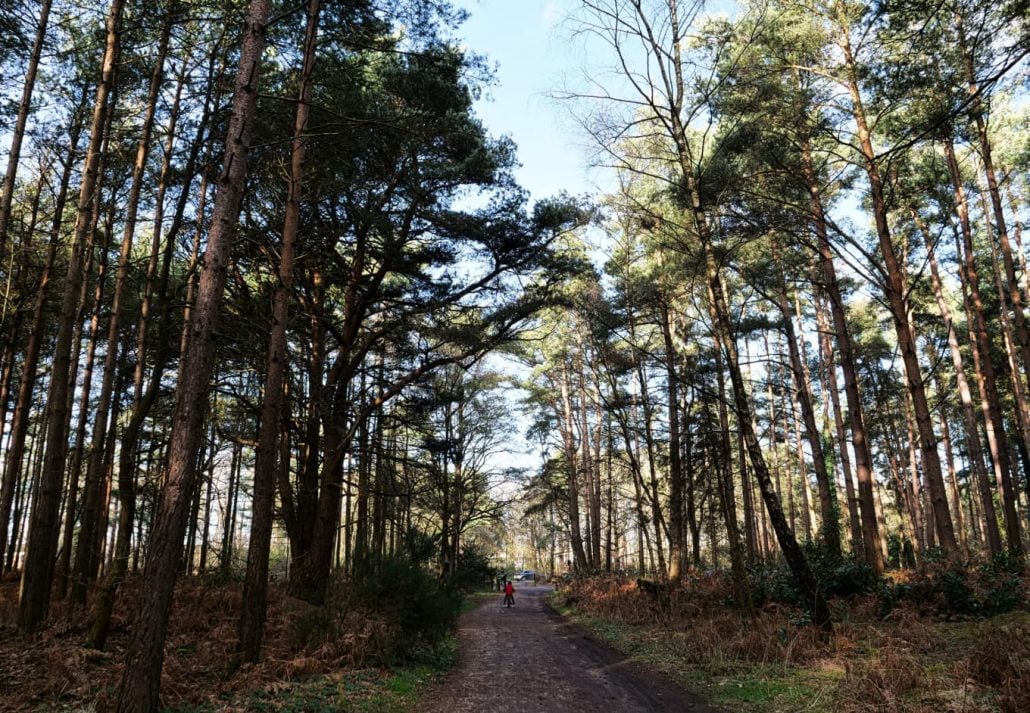 Swinley Forest, England.