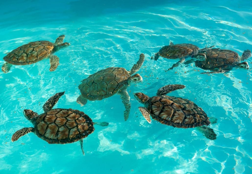 sea turtles in the water