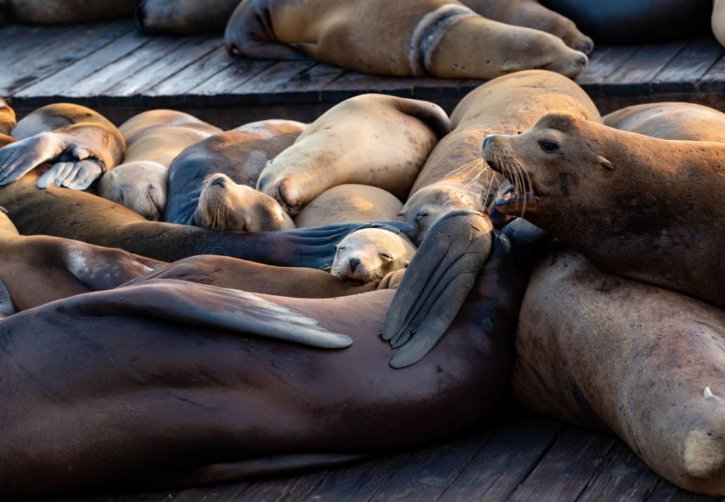 A group of rescued seals.