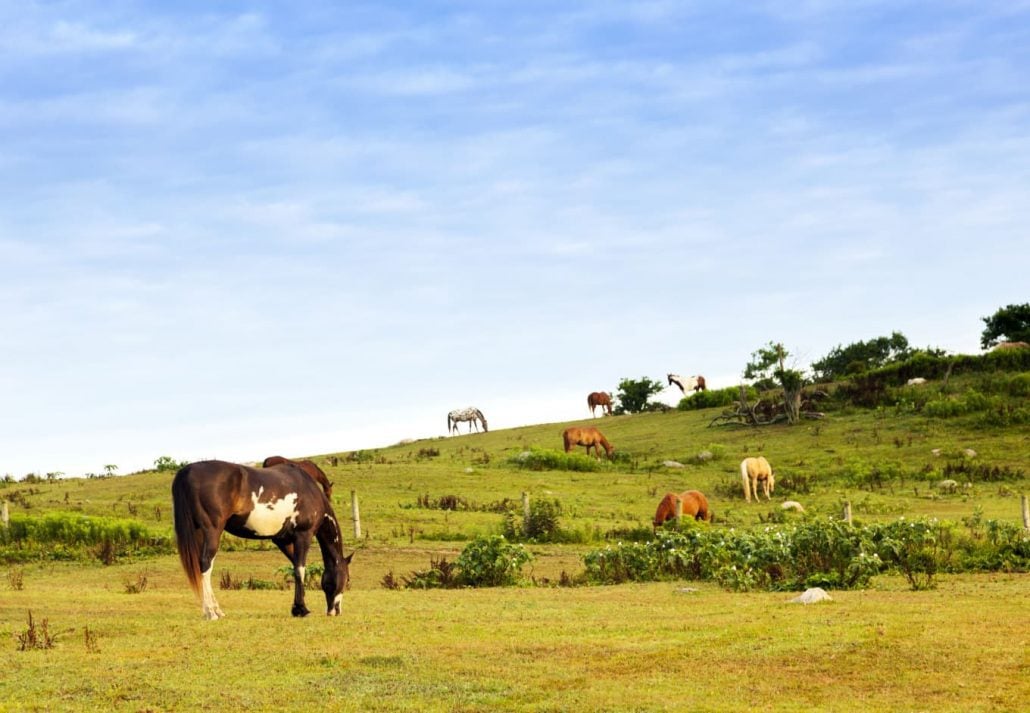 Horses at the Deep Hollow Ranch, in Montauk, New York.