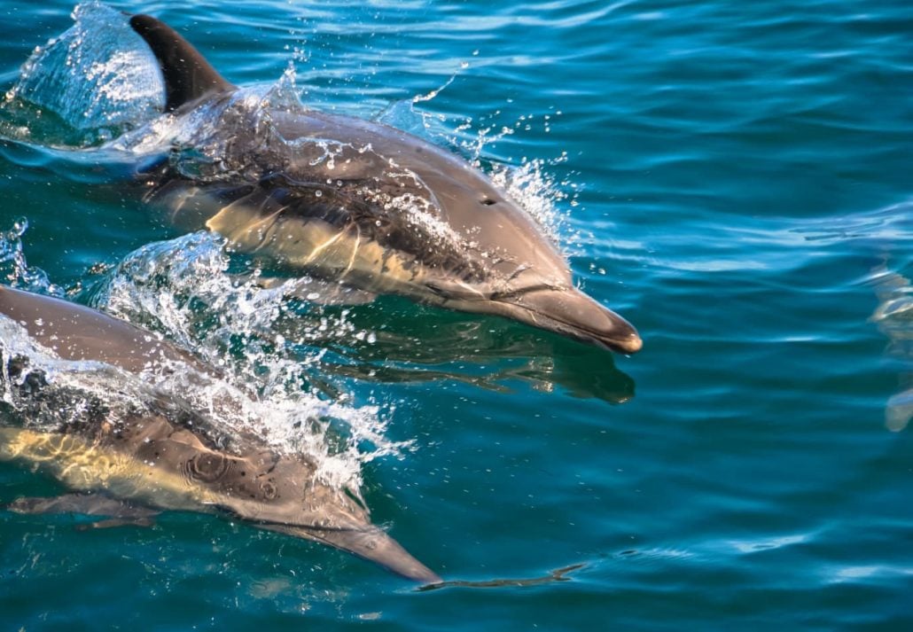 Dolphins swimming in the Monterey Bay National Marine Sanctuary, in Monterey, California.
