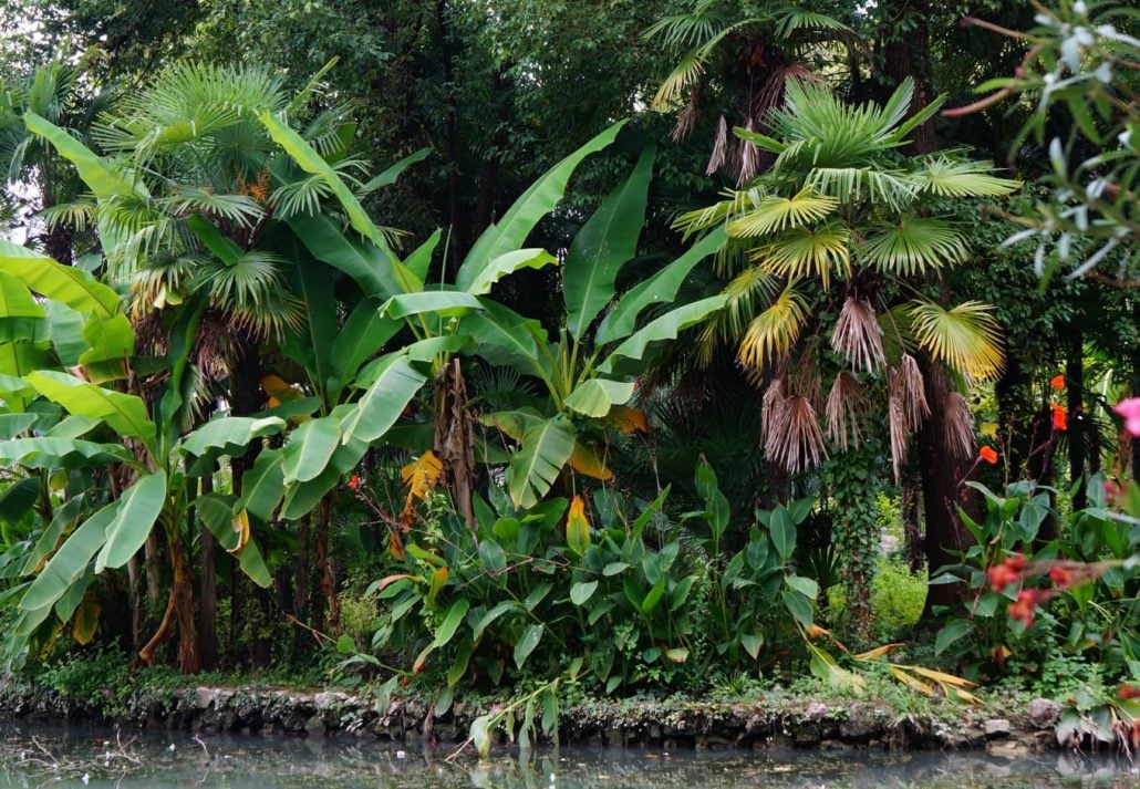 A botanical garden filled with tropical plants.