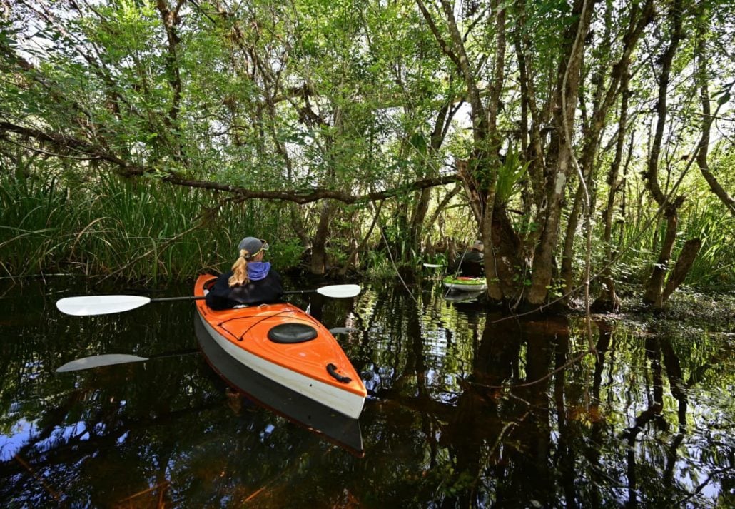 Woman kayaking on Turner River in Big Cypress National Preserve, Florida on clear cool winter day.
