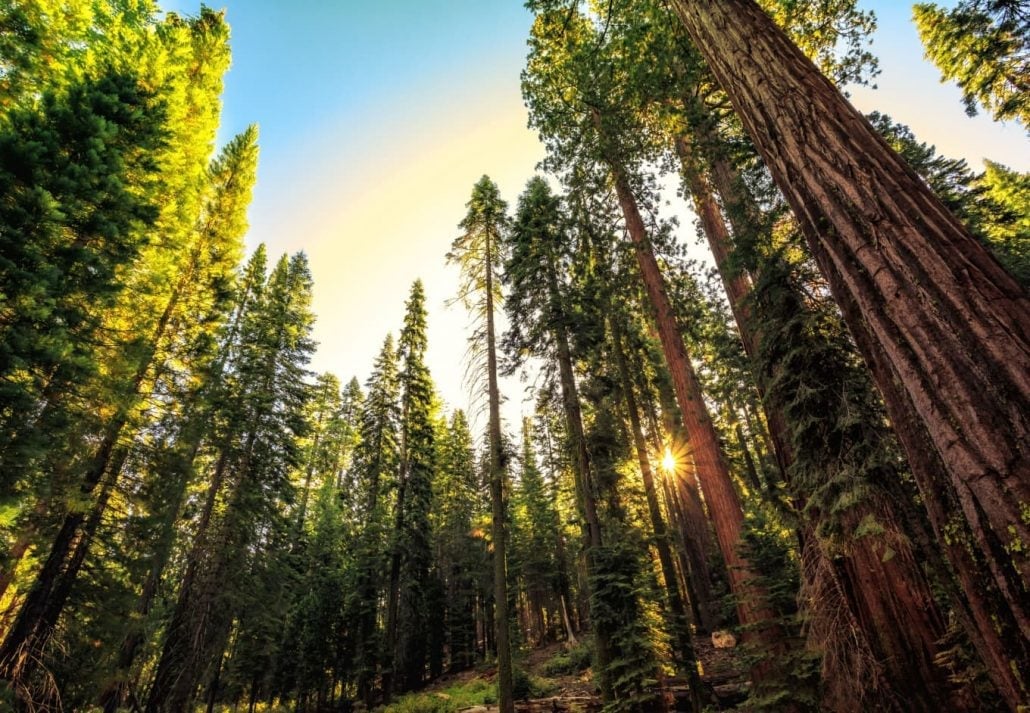 Sunset at the Sequoia National Park, California, USA.