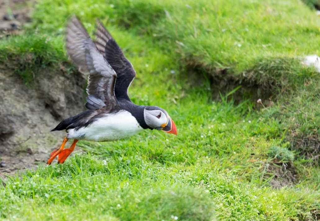 shetland wildlife puffin bird