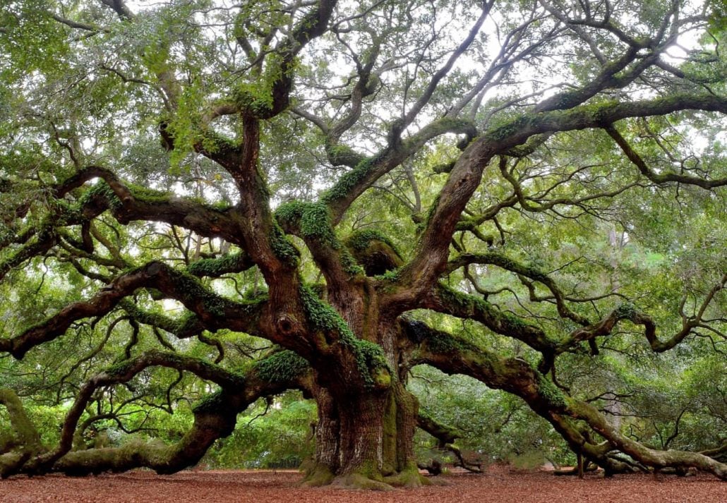 The majestic Angel Oak on Johns Island, Charleston, South Carolina, USA. 