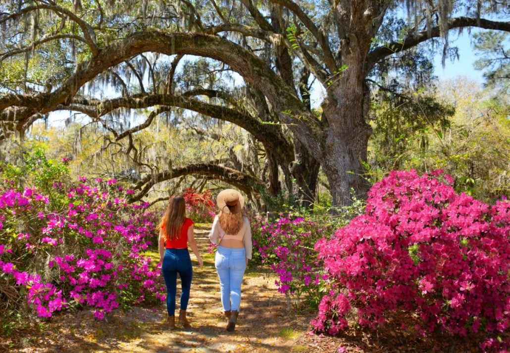 Two girls walking through the azaleas in bloom under oak tree in the Magnolia Plantation and Gardens, Charleston, South Carolina, USA. 