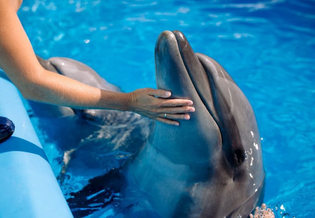 dolphin with a trainer