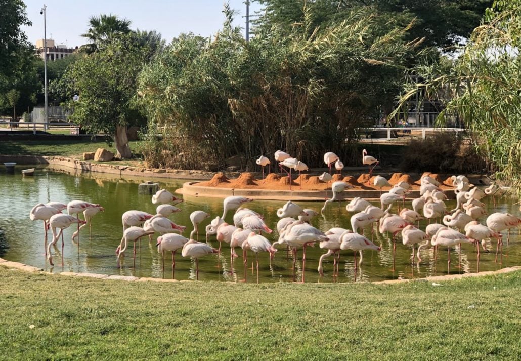 riyadh zoo