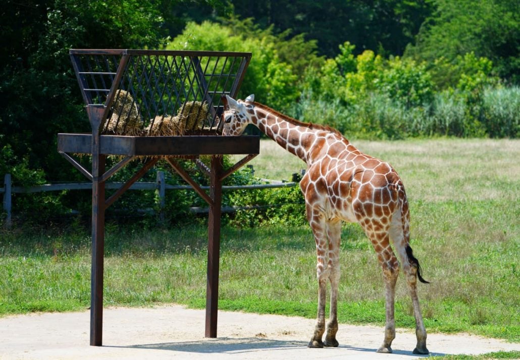 Cape May County Park & Zoo