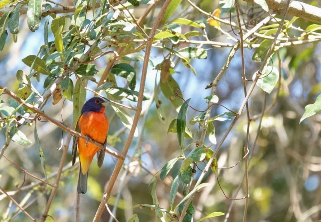 a bird on a tree in Fish Haul Beach Park