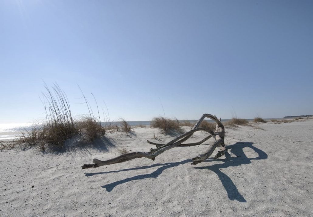 white sand and dry tree branches at Folly Field Beach Park 